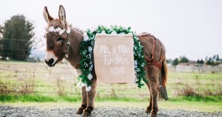 beer-burro